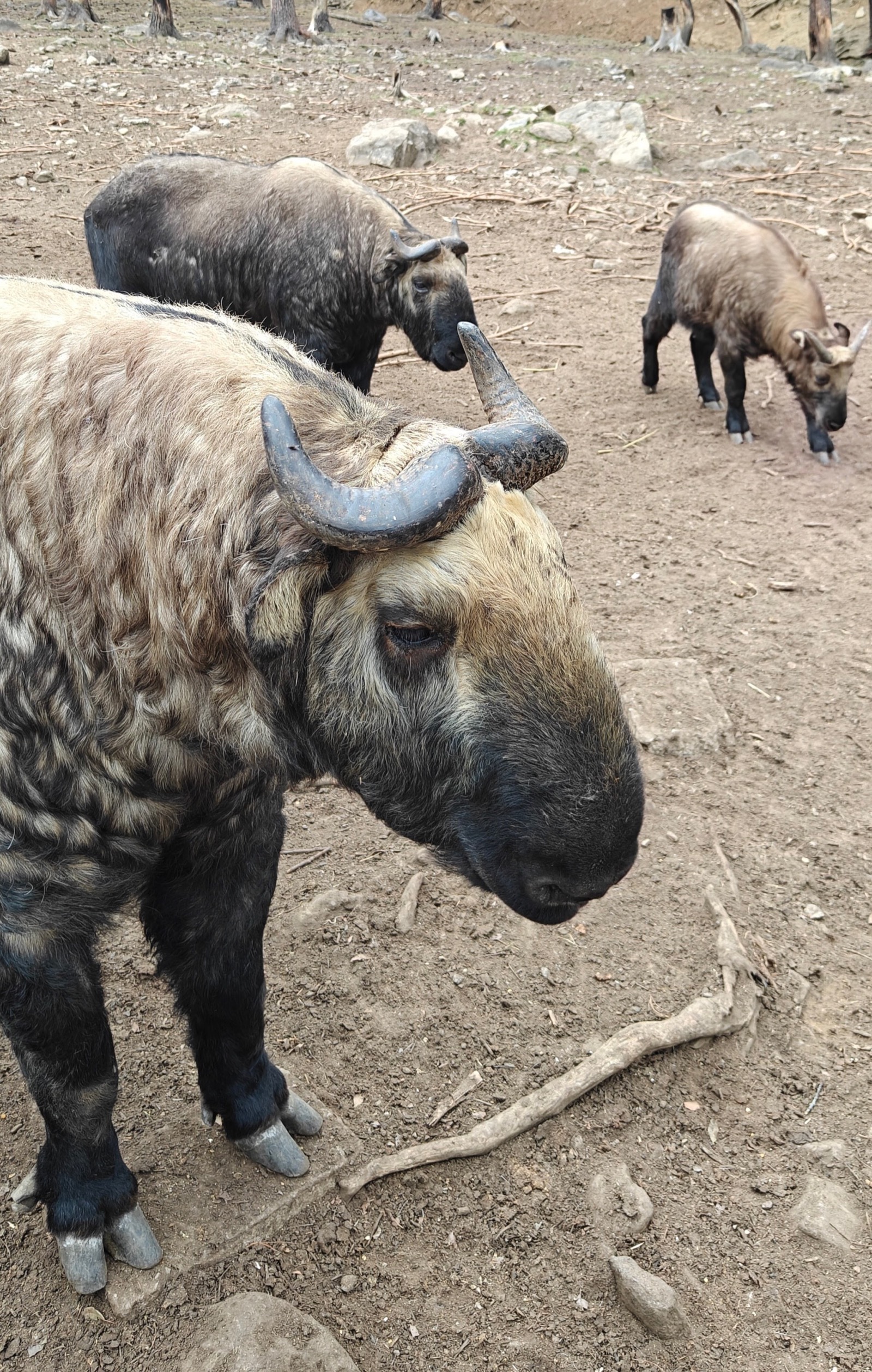 Takins at the preservation centre