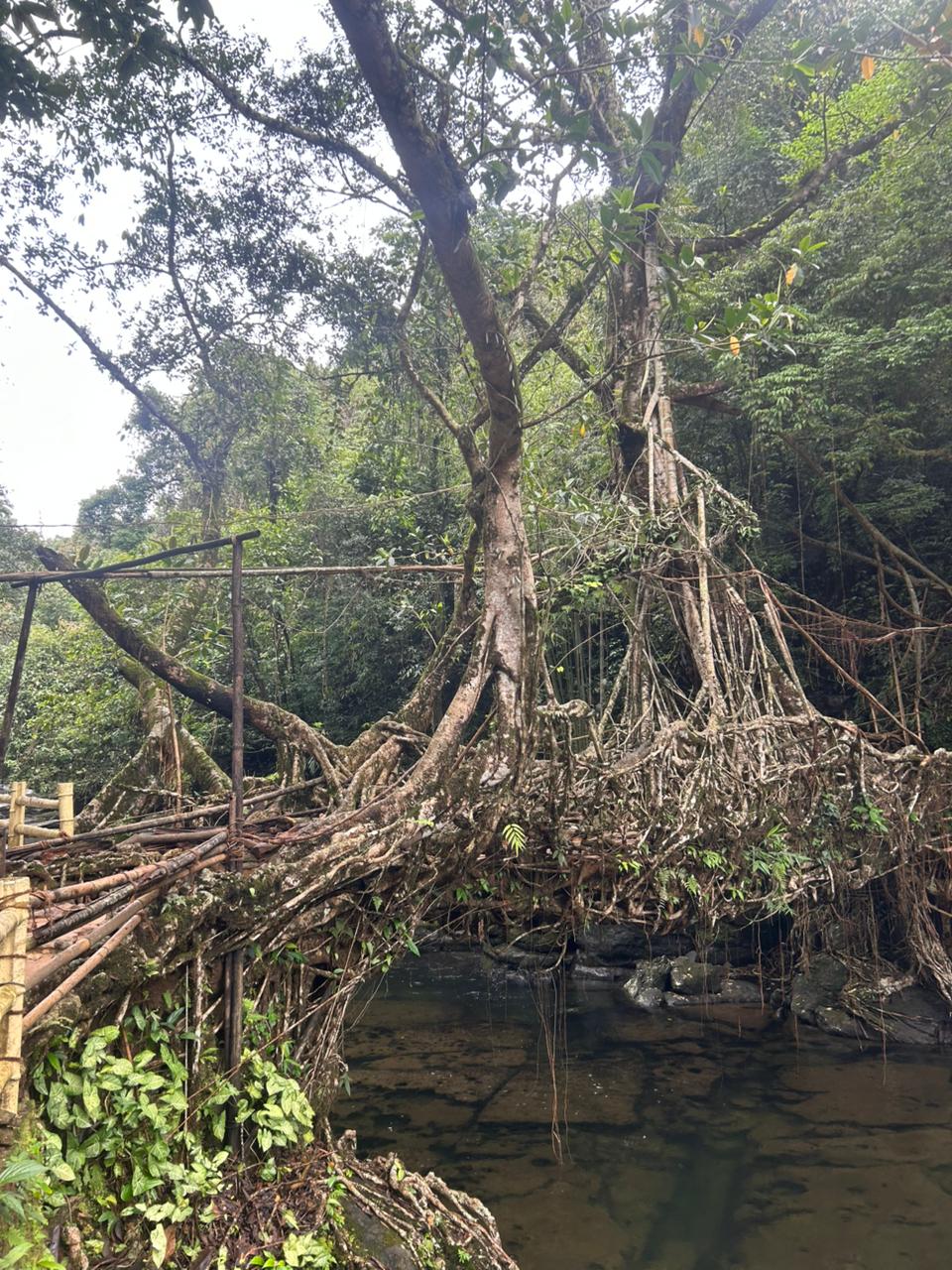 Living root bridge near Mawlynnong