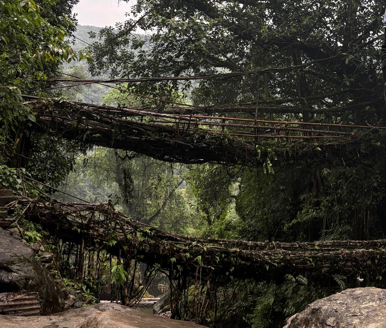 Double Decker Living Root Bridge