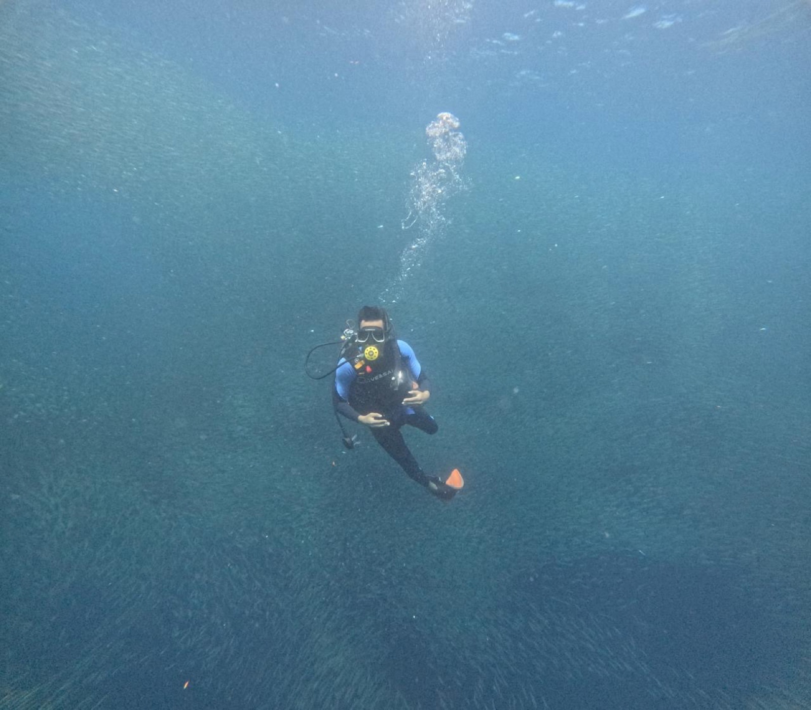 Scuba diving in Moalboal