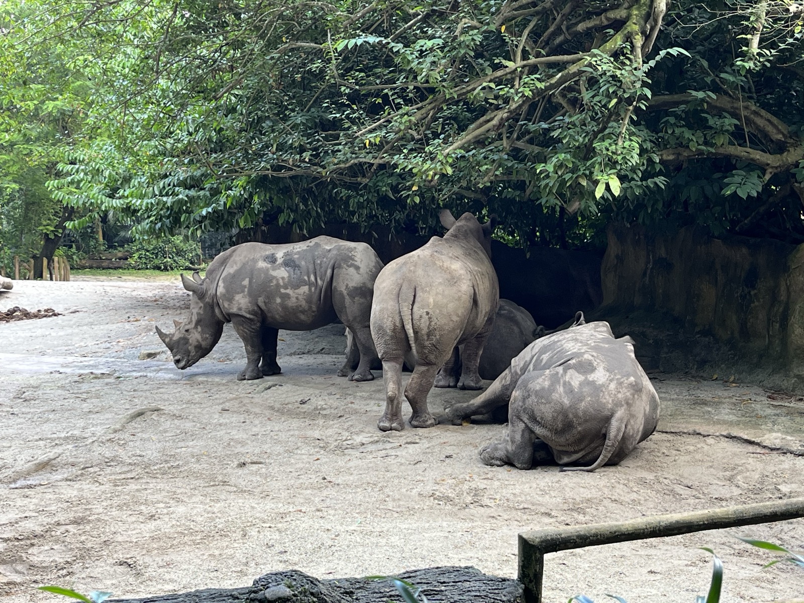 Rhino at Singapore Zoo