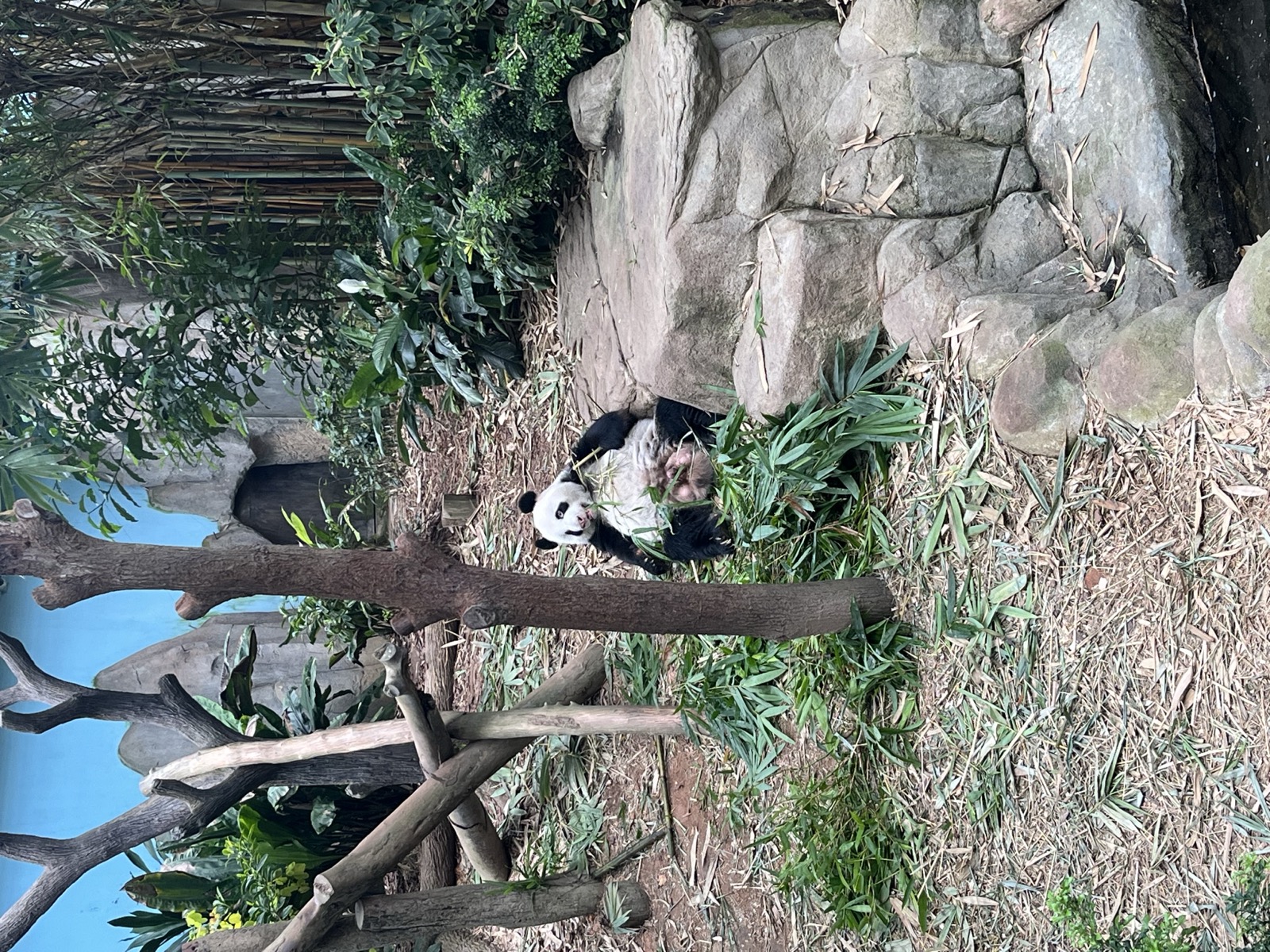 Panda at Singapore Zoo