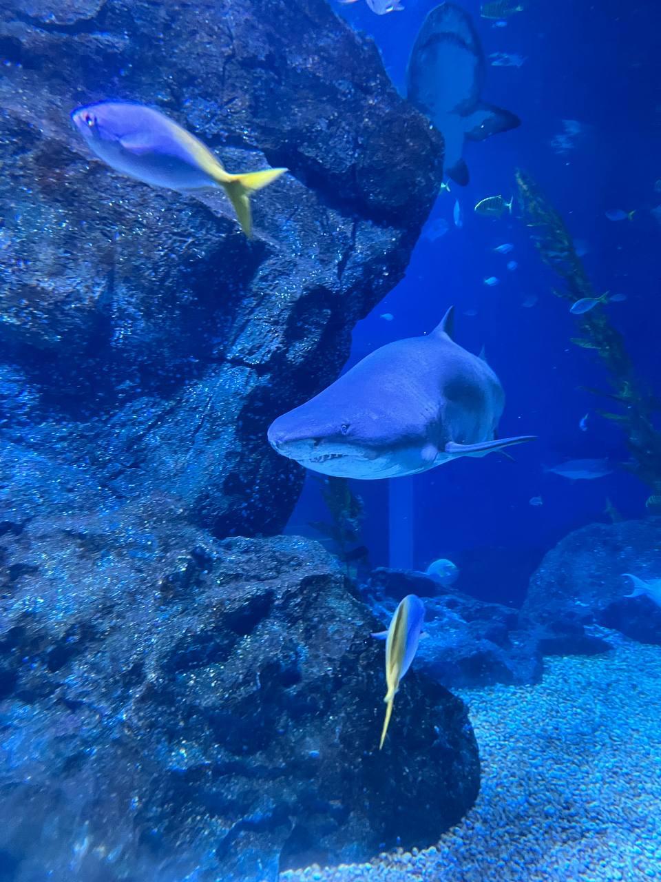 Ocean 4D experience at Sea Life Bangkok